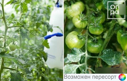 �������� �� �������� "��������� �����" (100�) ���. 1281529