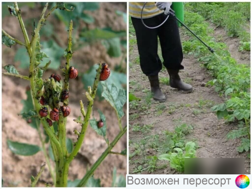 ������ Syngenta (���������� �������� ������� ��������) ���. 1281628